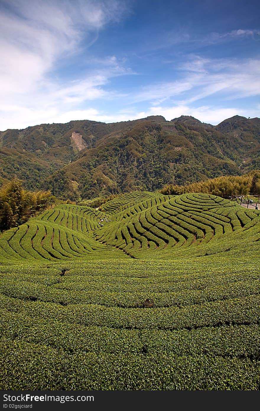 Ba Gua Tea Garden In Taiwan