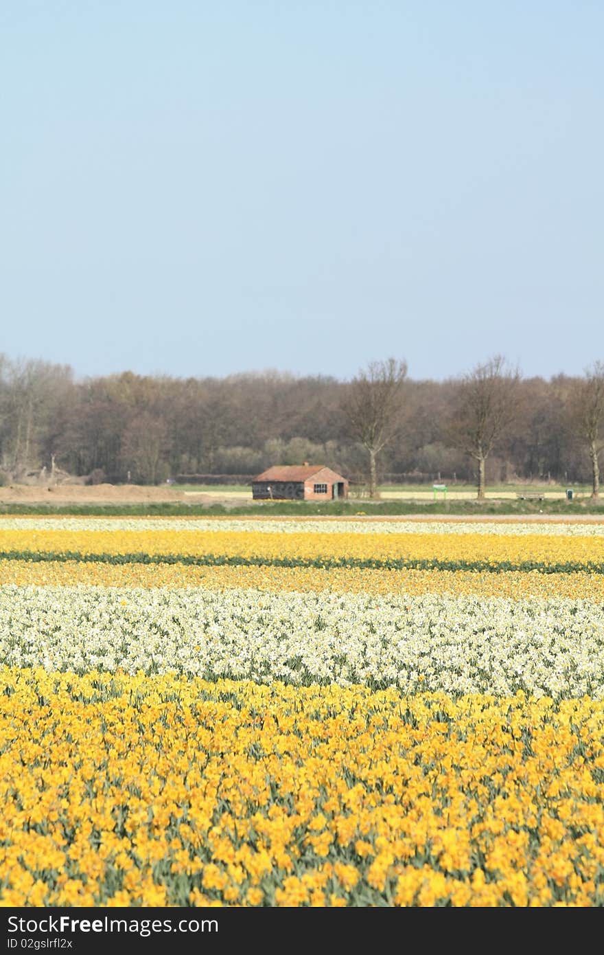 Fields with yellow daffodils and a small shed for bulb storage. Fields with yellow daffodils and a small shed for bulb storage