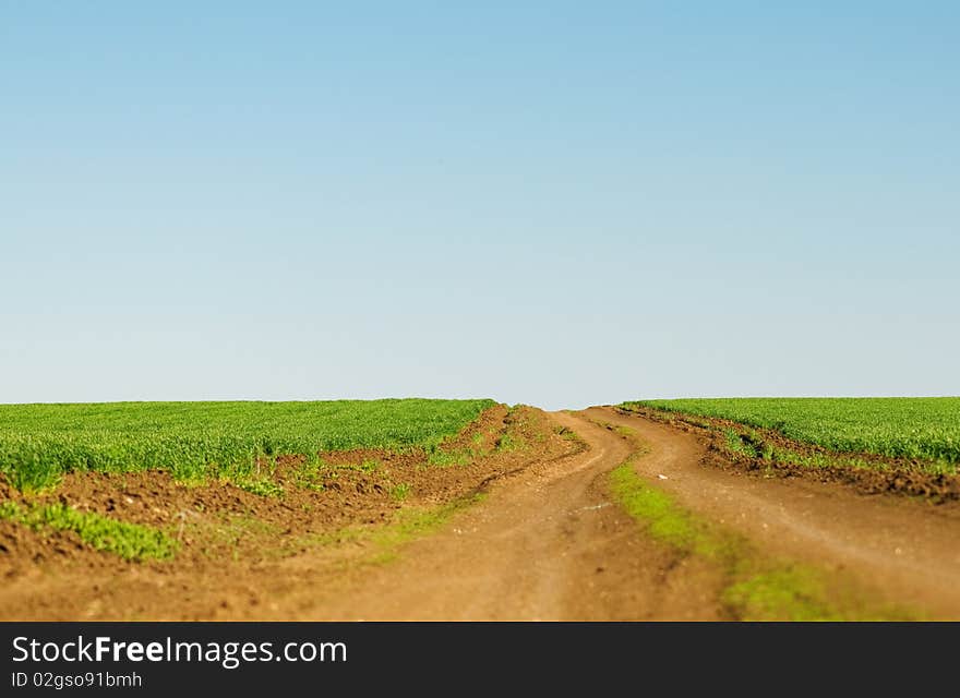 Winter wheat on a spring field and dirt road