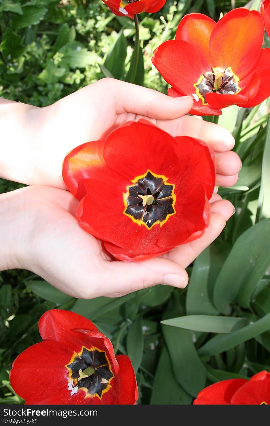 Girl holding a tulip in her palms. Girl holding a tulip in her palms