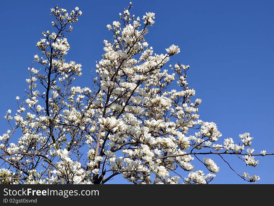 Blossoming Magnolia Tree