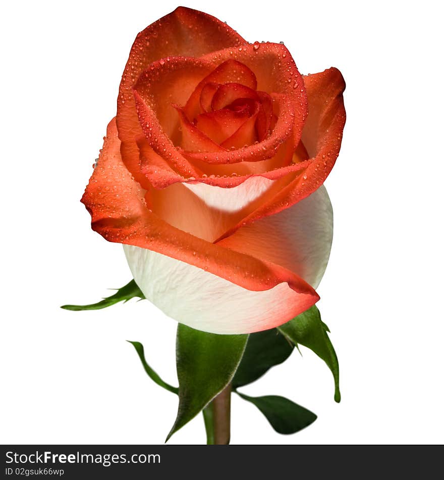 Red rose with green leaf macro closeup on white background