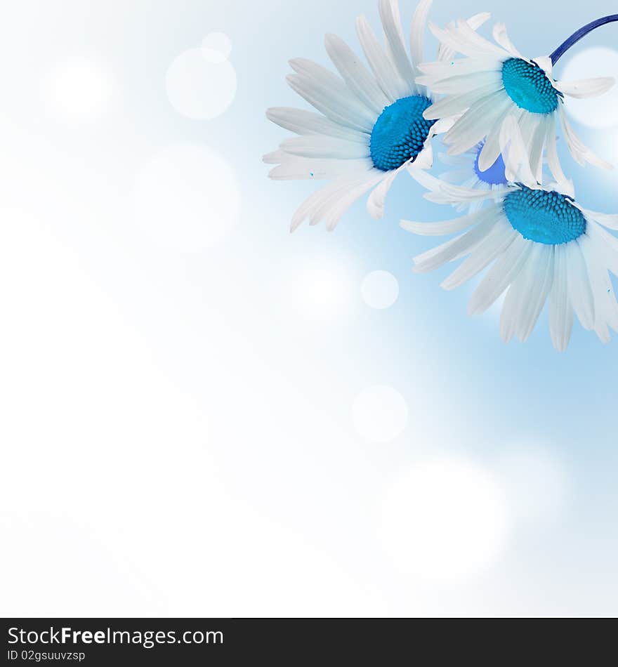 White daisywheels on blue background