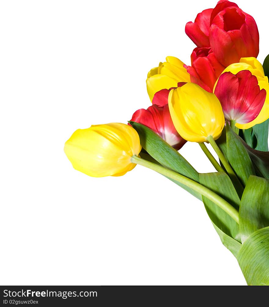 Red and yellow tulips with green leafs isolated over white