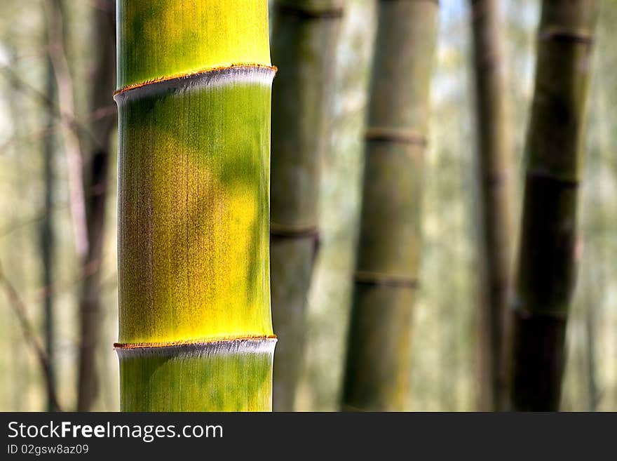 Green Bamboo Background