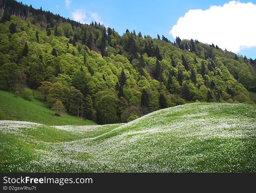 Forest, spring flowers and grass field. Forest, spring flowers and grass field