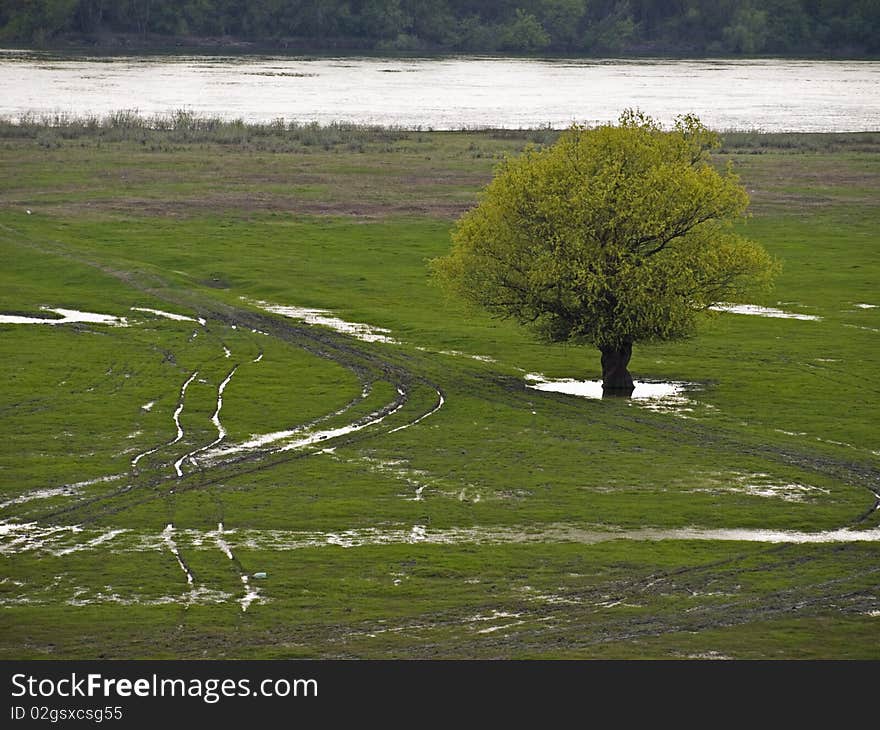 A tree on a field who is floated