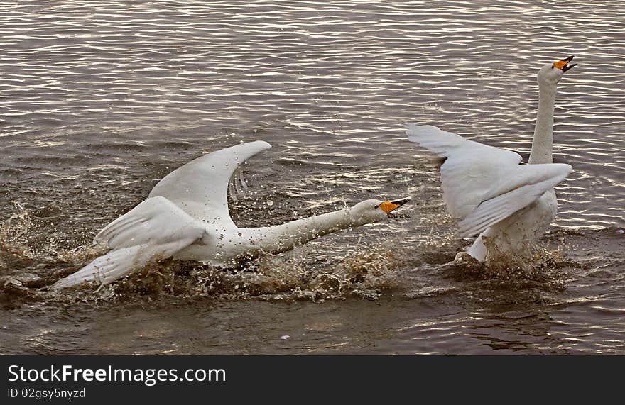 A male Whooper Swan chasing another away. A male Whooper Swan chasing another away.