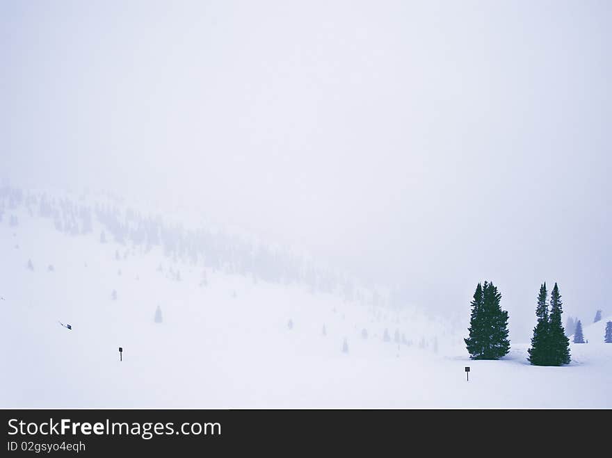 A couple of pine trees over a cloudy day in the mountains. A couple of pine trees over a cloudy day in the mountains