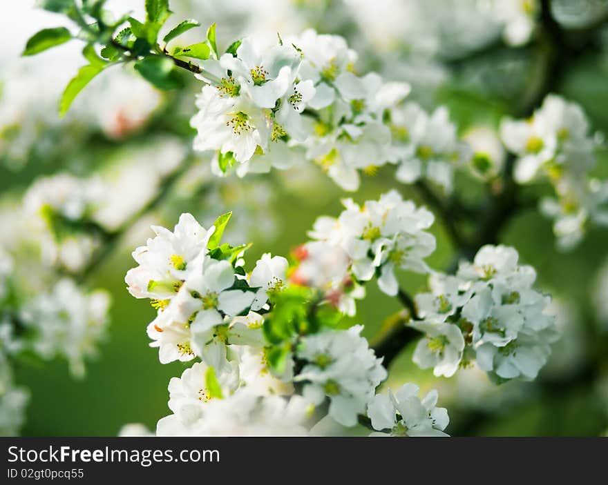 White flowering of apple tree. Soft spring colors. Low aperture shot, selective focus. White flowering of apple tree. Soft spring colors. Low aperture shot, selective focus.