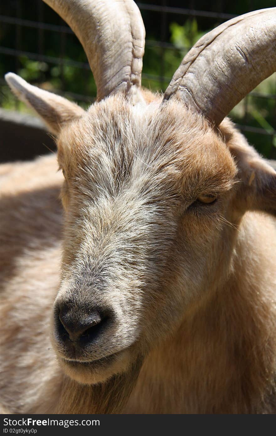 Goat relaxing on a nice day