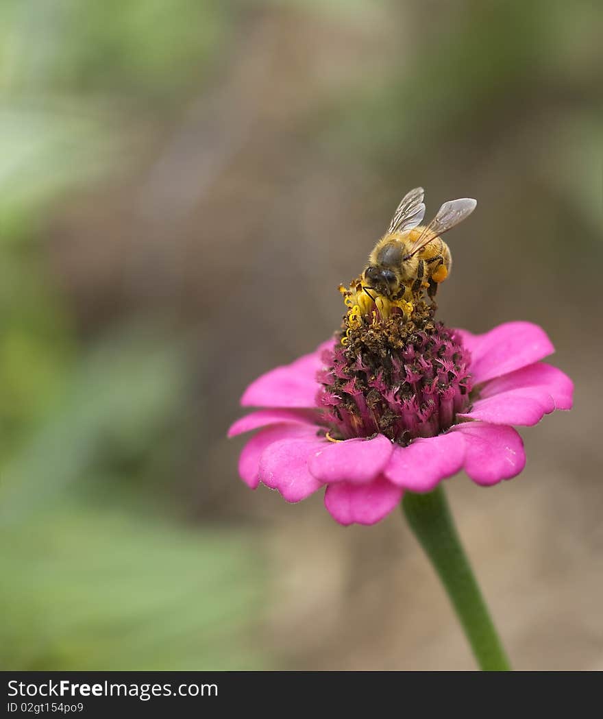 Honey bee worker collecting pollen from pink flower. Honey bee worker collecting pollen from pink flower