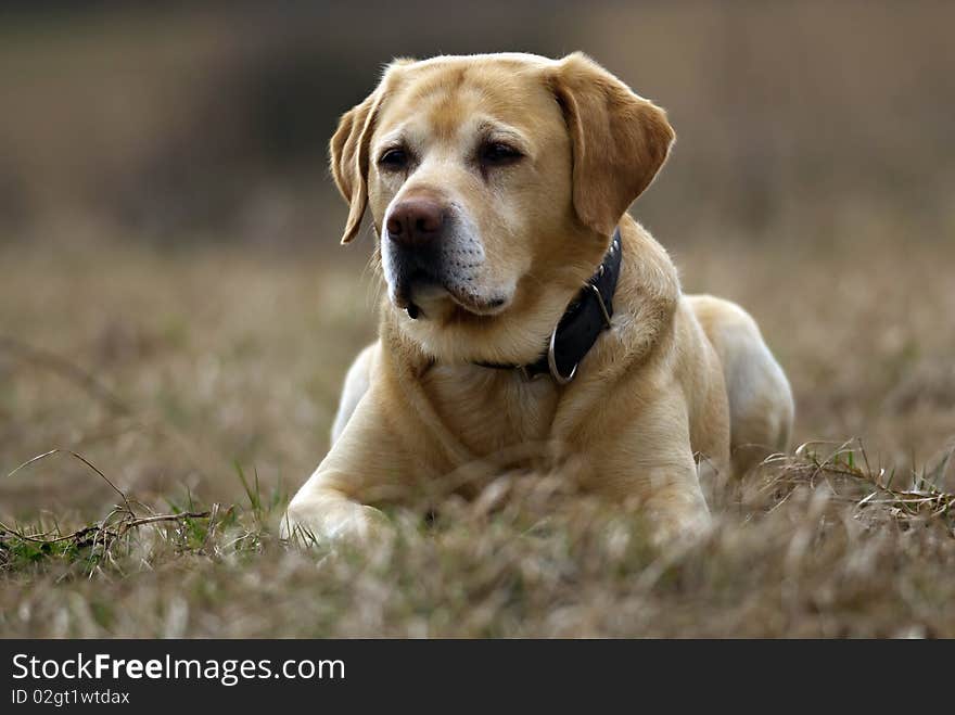 Labrador Retriever on the spring meadow