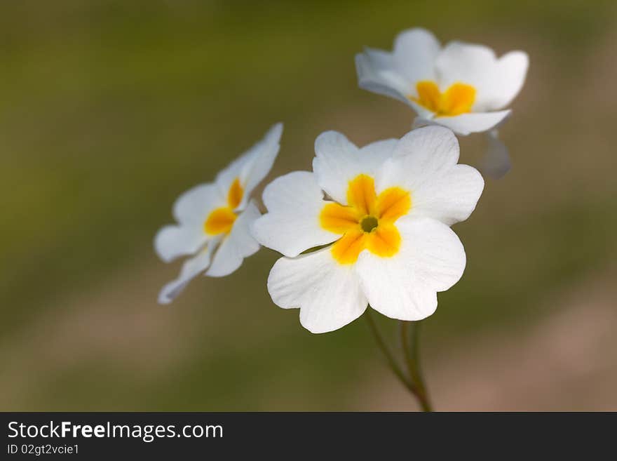 Daisies on a background of green grass.