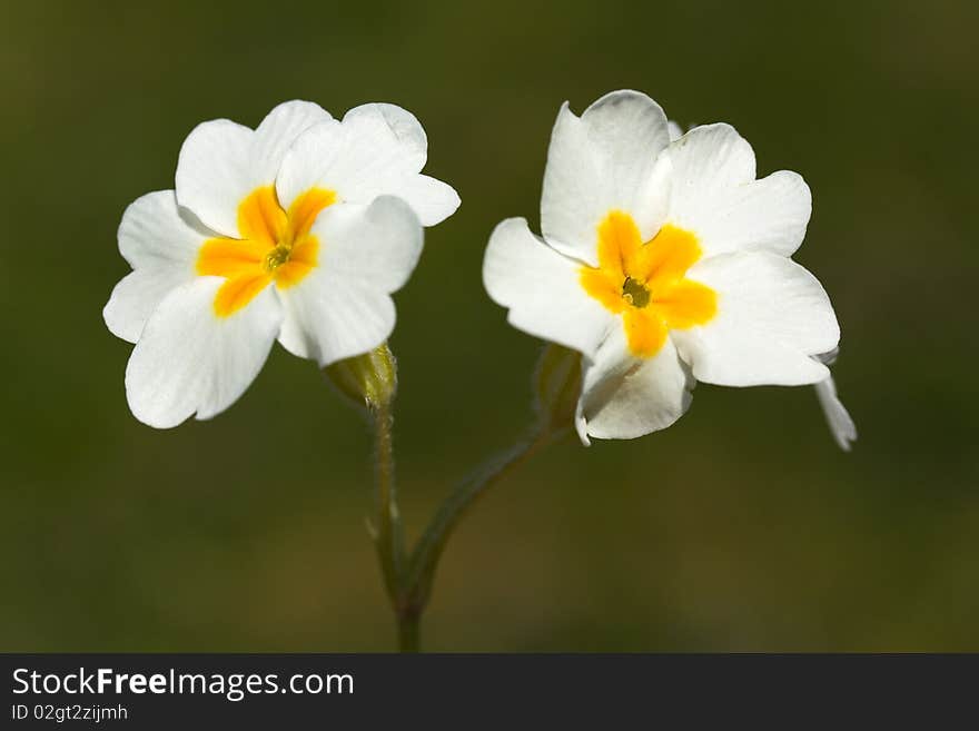 Daisies on a background of green grass.