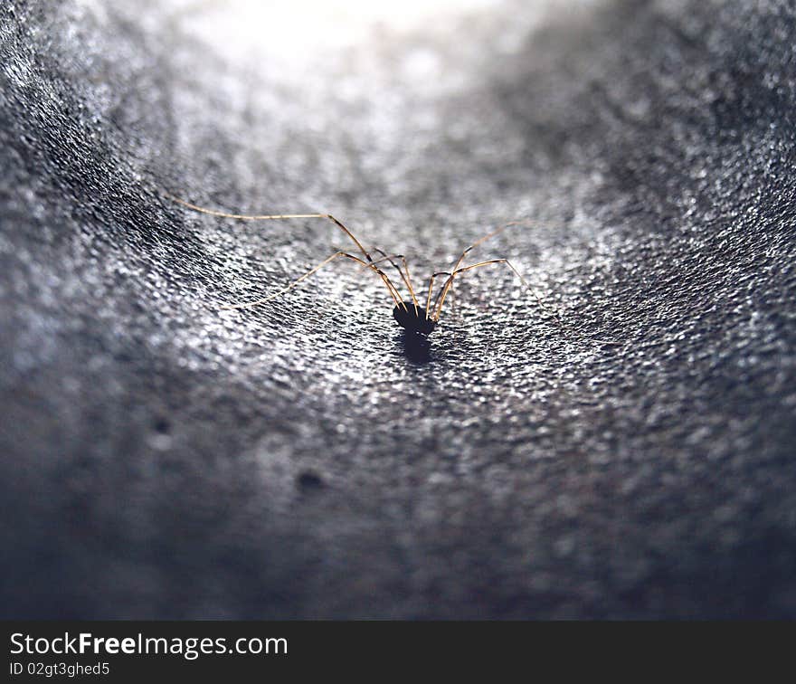 Dangerous spider in a drainpipe. Dangerous spider in a drainpipe