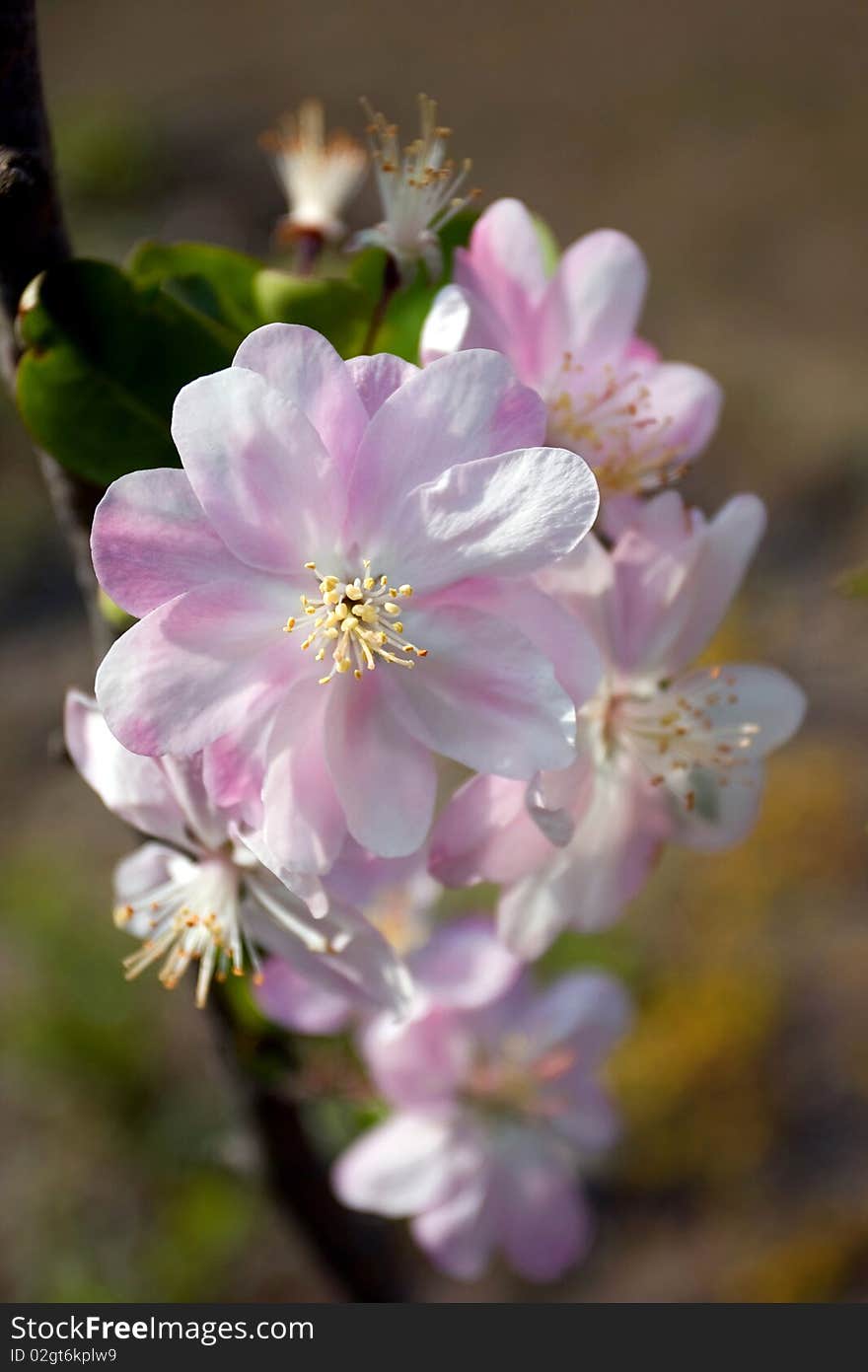 Spring plum blossoms in full bloom.