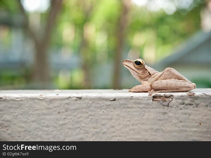 Tree frog