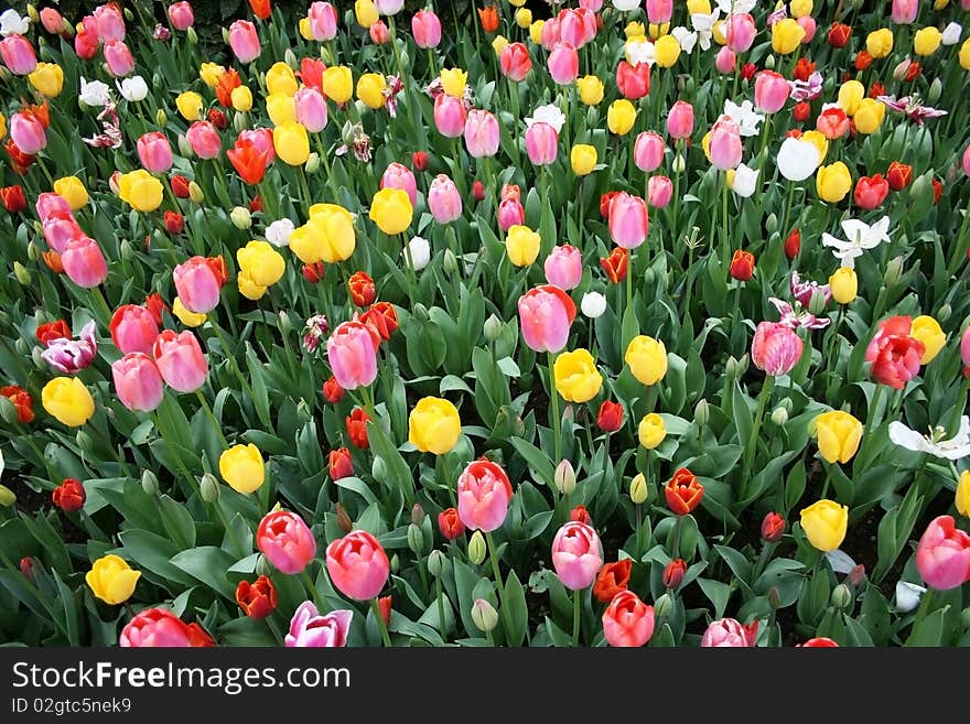 Colorful Tulips