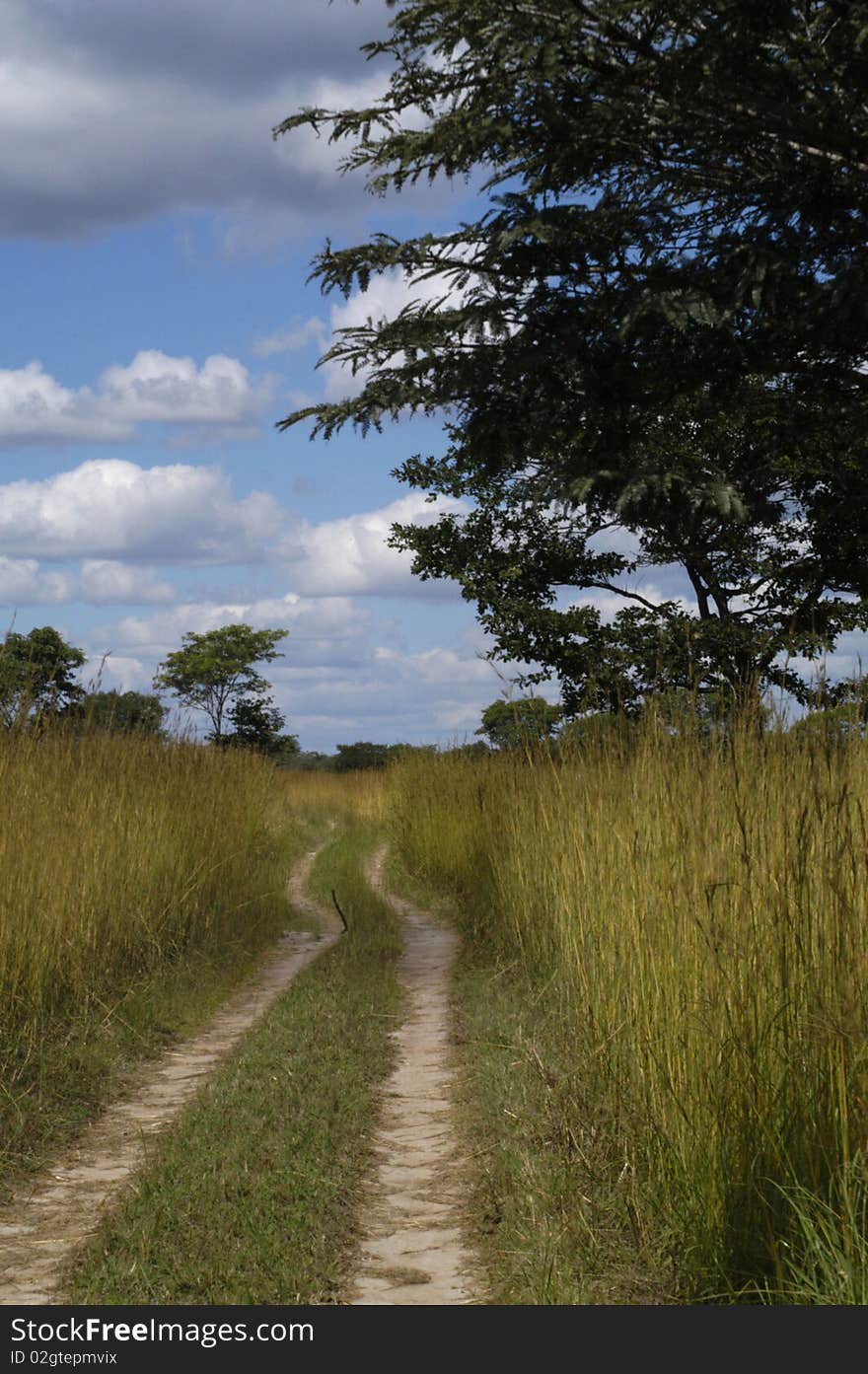 Safari road in African bush. Safari road in African bush