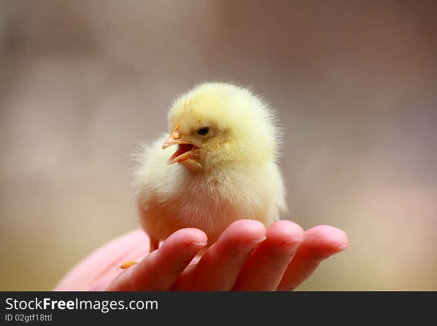 A small chick on the palm