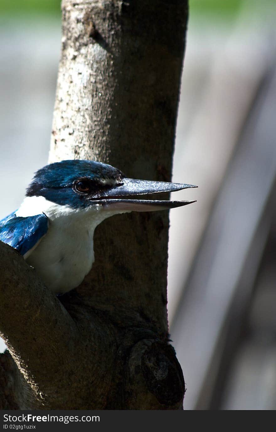 Exotic White-Collared Kingfisher