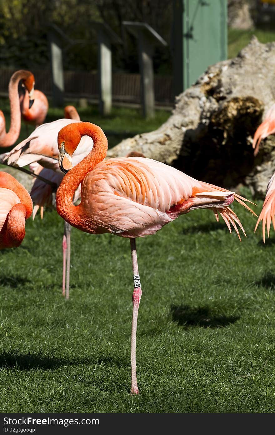 Flamingo portrait from ZOO, big bird