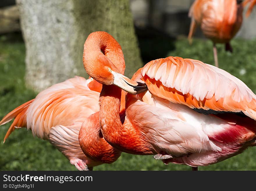 Flamingo portrait from ZOO, bird