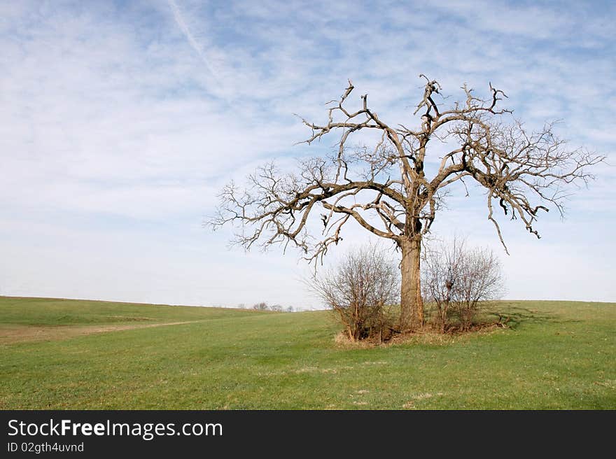 Lone oak tree at the beginning of spring. Lone oak tree at the beginning of spring.