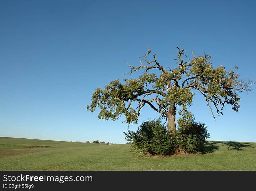 Lone Oak Tree with greenery on it and around it.