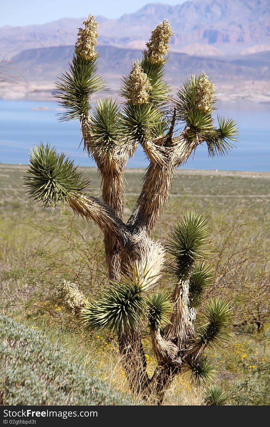 A Lone Joshua Tree in the Desert