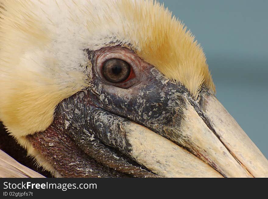 Closeup of brown pelican staring down at you