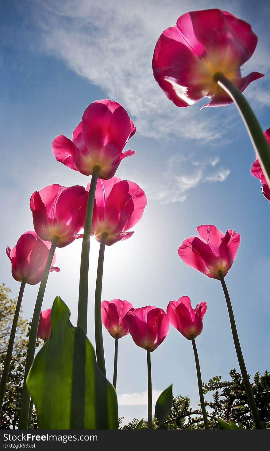 Bright Pink Tulips Against Blue Sky