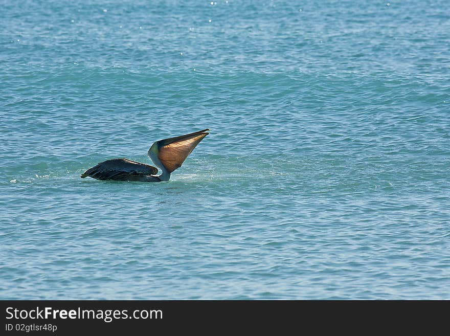 Pelican is floating on sunny day