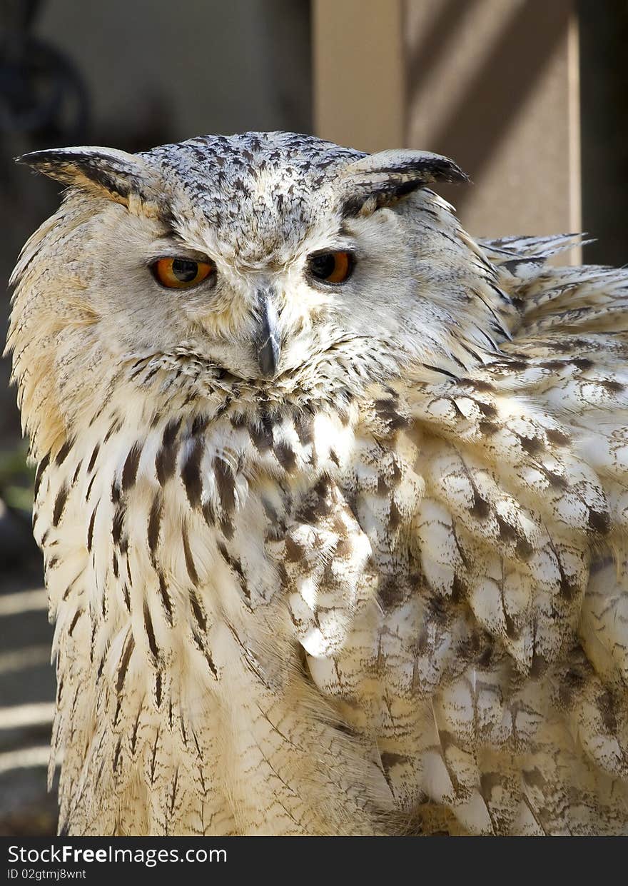 Owl Portrait