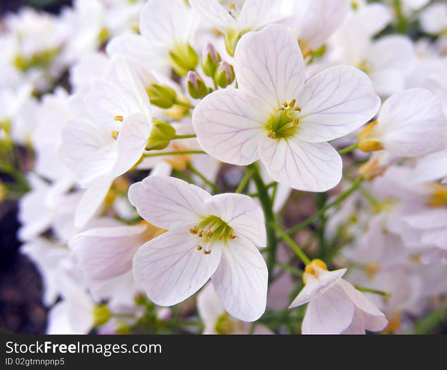 White spring flowers in forest