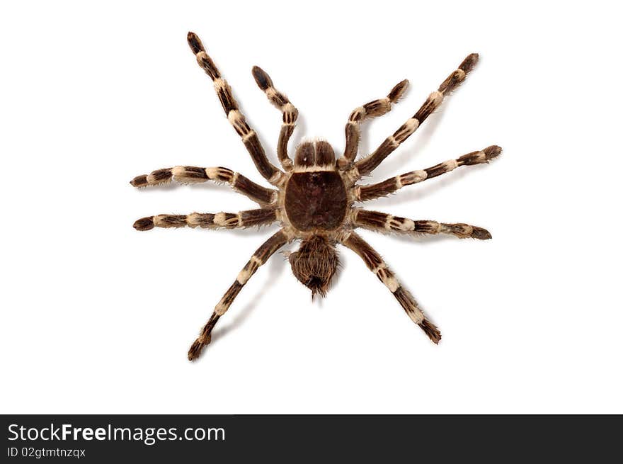 Brachypelma Smithi Mexican Redknee bird spider tarantula Isolated with clipping path on white background