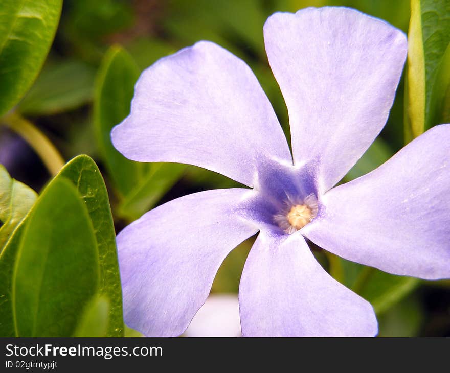 Spring flower with green leaf