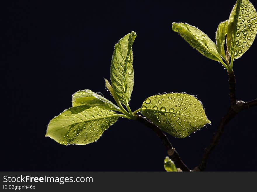 Fresh nature in the springtime