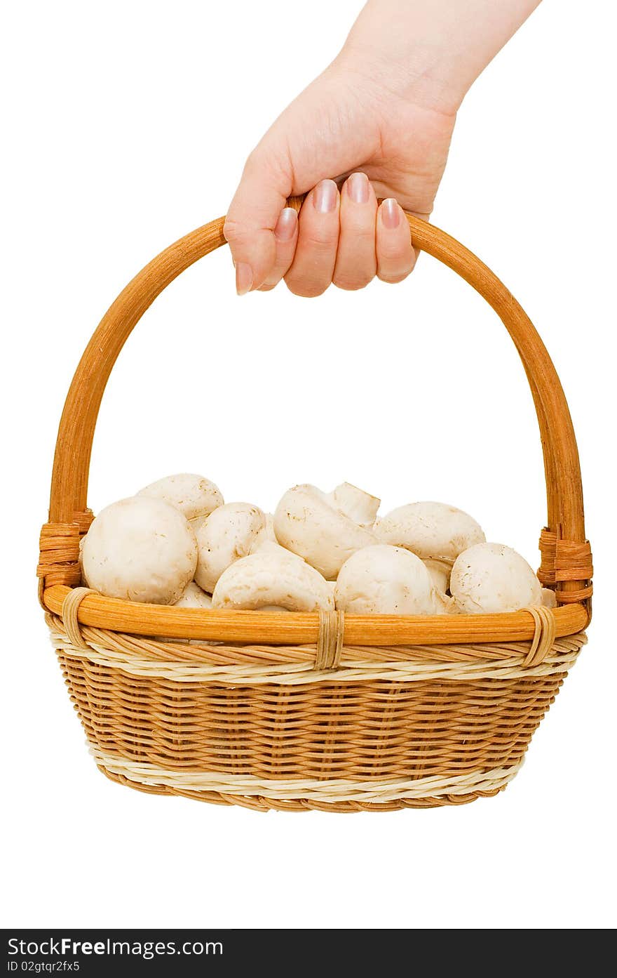 Basket with field mushrooms in a hand isolated over white