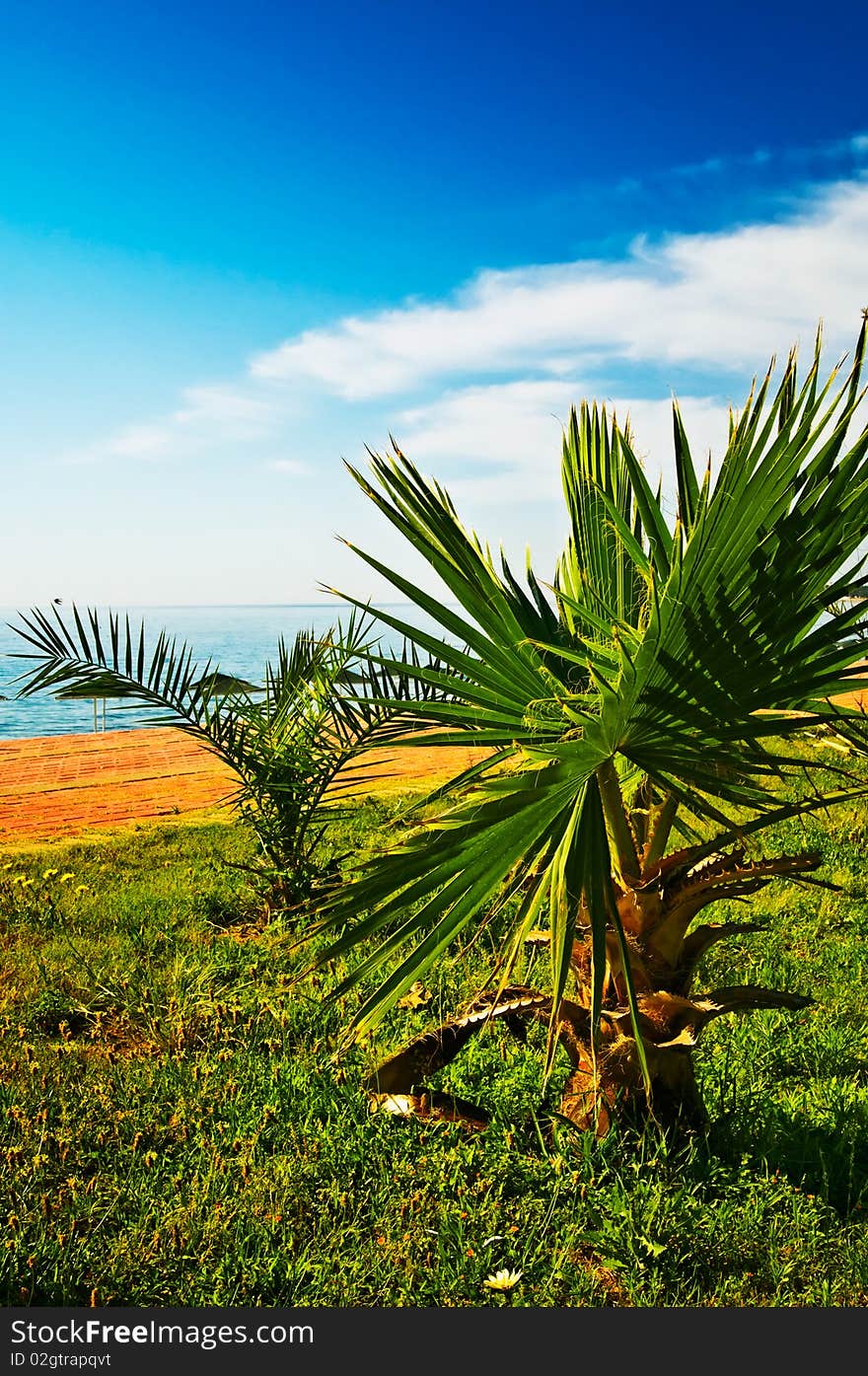 Small palms next to the tropical beach. Small palms next to the tropical beach.