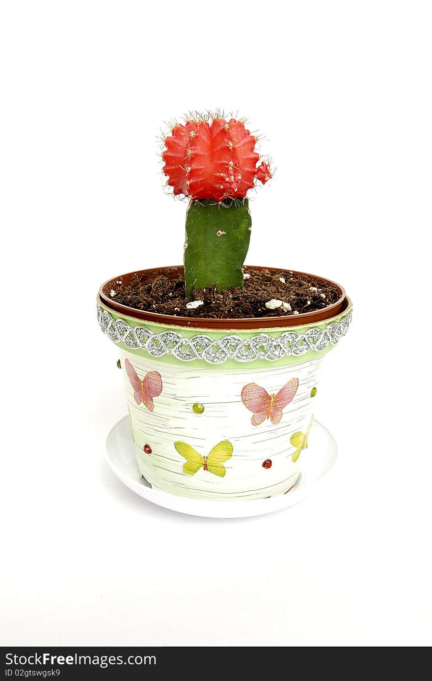 Cactus and hand made pot