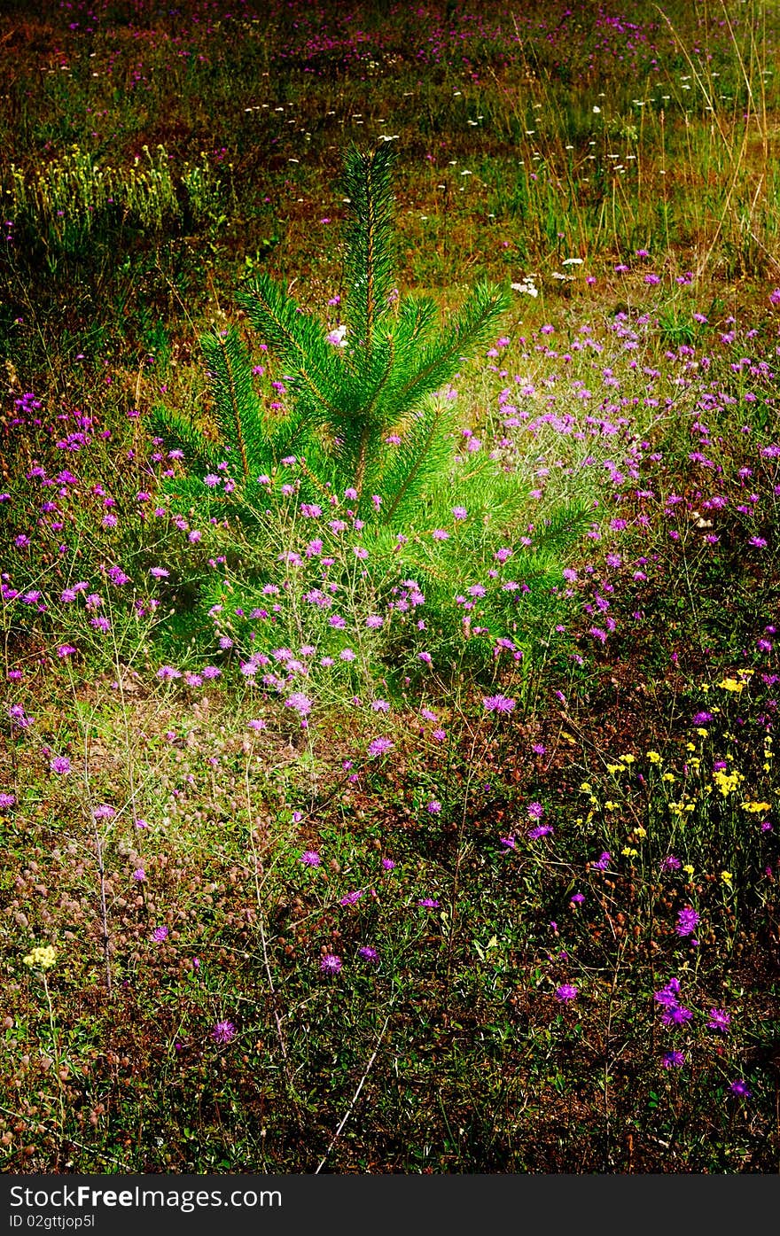 Wonderful Lawn Of Flowers And Little Pine-tree.