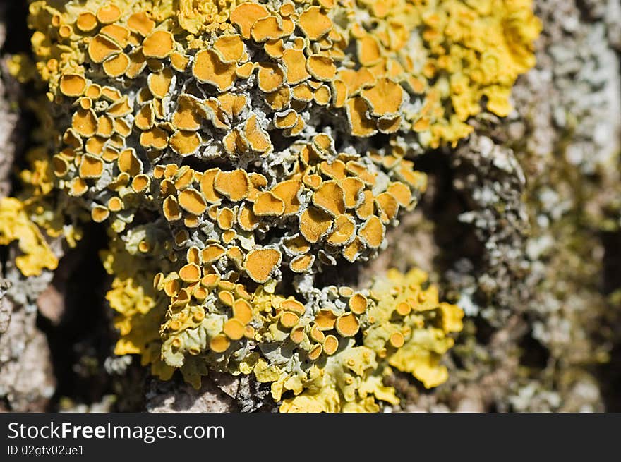 Yellow lichen on a tree bark background