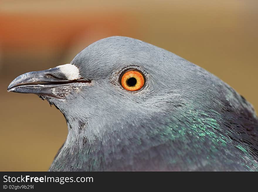 Pigeon head of profile in closeup