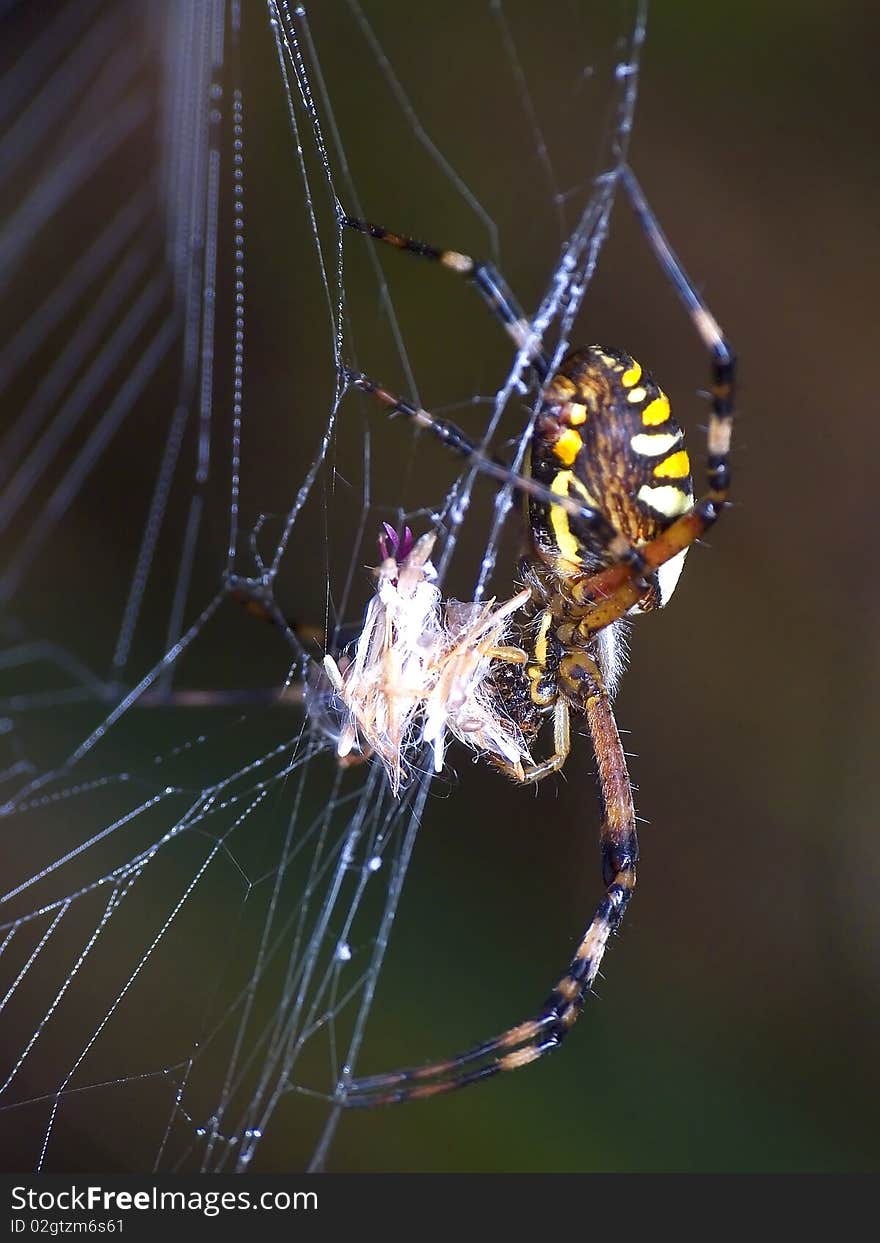 All spiders are hunters, they eat onto different insects