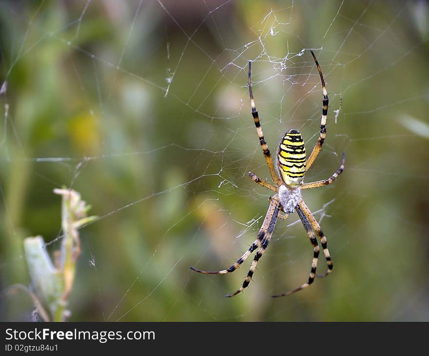 All spiders are hunters, they eat onto different insects