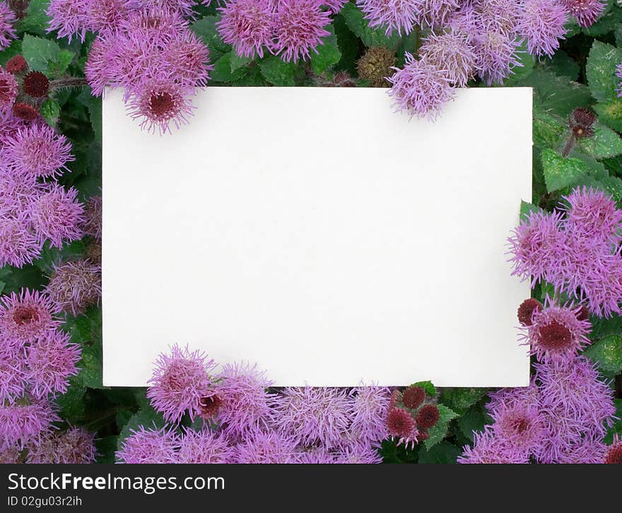 A card blank on the flowers