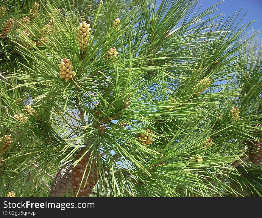 Detail of pine cone on a branch