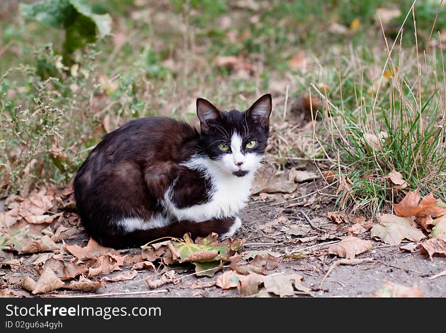 Spotty young cat sitting on the road